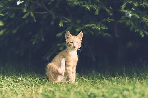 故意在喜歡的人面前晃 多數人肯定都這麼做過