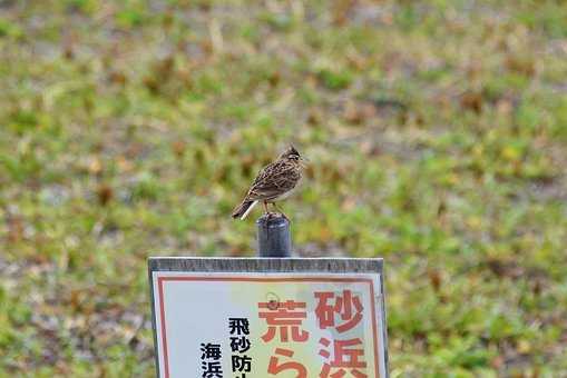 丈夫先後兩次被富婆包養 這次為了她執意要離婚