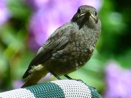 鳳凰男為什麼不願意娶獨生子女